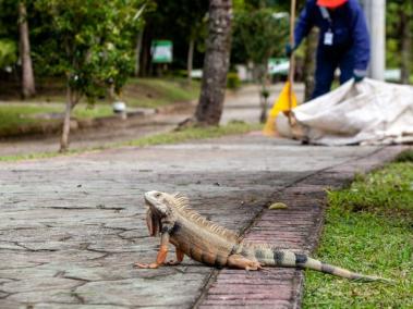 Iguanas en Medellín.
