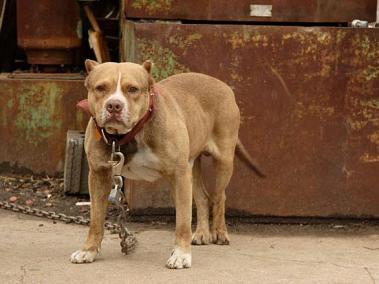 Perro pitbull