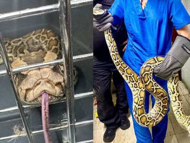 La Corporación Autónoma Regional del Valle del Cauca (CVC) recibió a una pitón de Birmania.