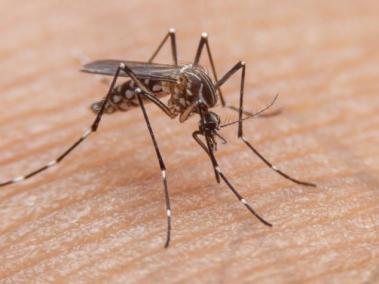 El mosquito que contagia el dengue es el Aedes aegypti.