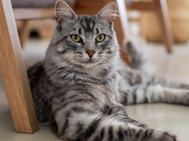 Gatos