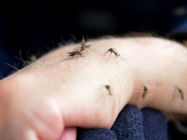 Infecciones por dengue en Bogotá