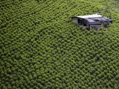 Cultivo de coca en el sur del Cauca, en El Plateado