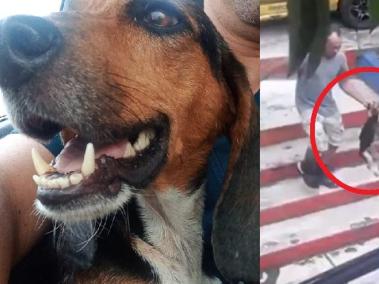 Perro abandonado en Kennedy