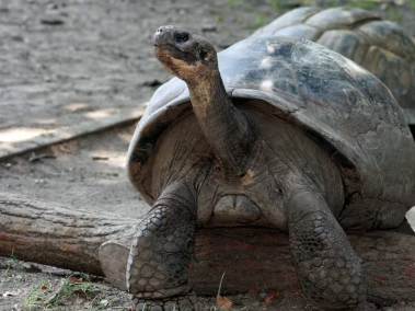 Tortuga