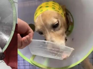 Perrito Max