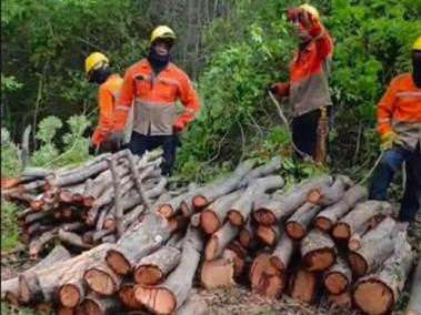 Tala indiscriminada en zona rural de Santa Marta