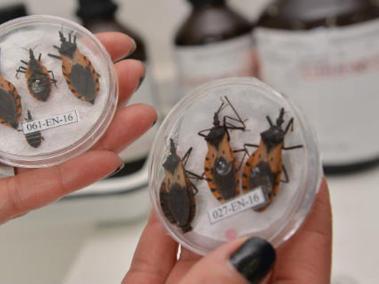 El insecto Triatoma Dimidiata, responsable de la transmisión del mal de Chagas.