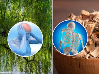 La corteza del sauce blanco