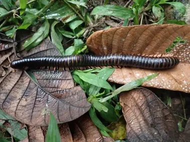 La expedición se realizó en Makira, el bosque más grande e intacto de Madagascar.