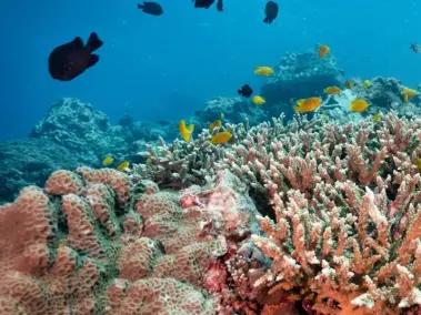 ¿Por qué se guardan tanques llenos de corales congelados? La iniciativa que da esperanza a los científicos