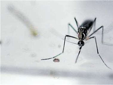 El zika es un virus que se transmite por la picadura de mosquitos vectores del género Aedes, como el dengue y el chikunguña.