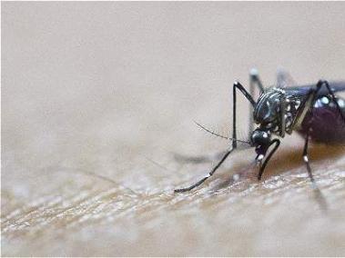 El 'Aedes aegypty', también transmisor del zika y el chikunguña, es el principal vector del mayaro.