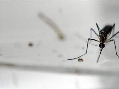 Los científicos consiguieron ver que siete de esas 14 proteínas del virus del Zika eran especialmente peligrosas.