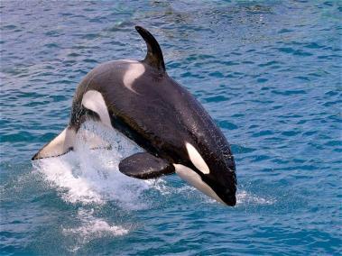 Granny era la ballena orca más vieja del mundo. Murió este martes a los 100 años. J2, como inicialmente era conocida, fue parte principal de un documental sobre la menopausia en esos animales.