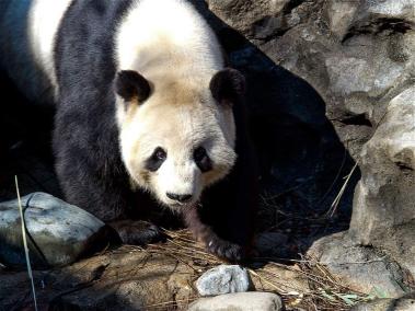 A pesar de que los pandas están en la categoría de 'vulnerables' la mejora registrada en los últimos años podría ser de corta duración, según la UICN.