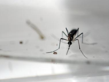 El mosquito 'Aeades aegypty', transmisor del virus del zika.