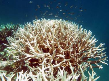 Los corales son un refugio para la fauna marina a la vez que permiten la captura de CO2 de la atmósfera.