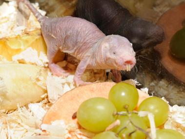 El ratón se alimenta de uvas, pero su dieta habitual son patatas, frutas y verduras.