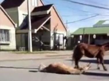 Intolerable caso de maltrato animal: arrastran caballos en Chile