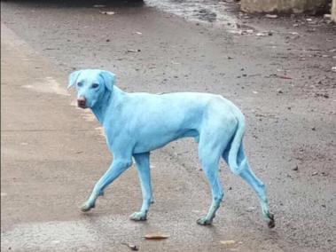 Varios canes se tiñeron de azul debido a que ingirieron un producto que la empresa usa para darle color a sus detergentes.