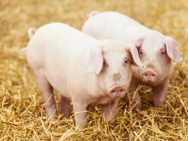 Bomberos comieron salchichas procedentes de cerdos que habían salvado