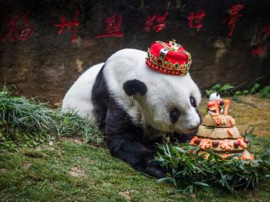Basi, la panda más vieja del mundo, murió a los 37 años