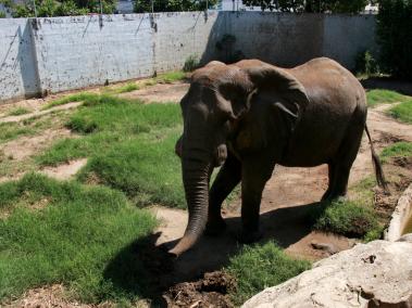 El elefante se someterá a este procedimiento el 11 de noviembre, al interior del zoológico.