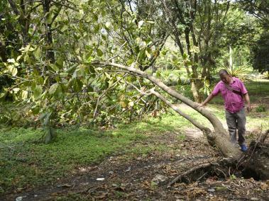 De 520.00 árboles urbanos que componen el valle de Aburrá, 1.143 se han caído en lo que va corrido de 2017, según cifras de organismos de emergencia.