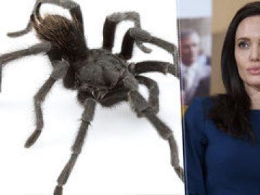 La 'araña Angelina' y otros insectos con nombres de celebridades