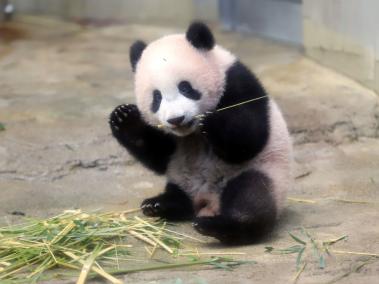 Japón presenta a una nueva bebé Panda