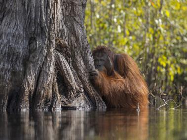 La ganadora de esta categoría es el encuentro ‘Cara a Cara en un río en Borneo’. La mágica fotografía de un orangután macho que observa desde la distancia. En esta zona el cultivo de palma de aceite amenaza el hábitat de esta y varias especies.