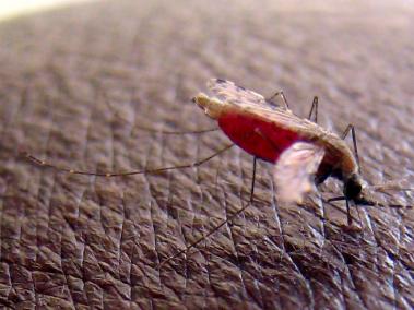 Imagen de archivo tomada el 23 de abril de 2008 de un mosquito 'Anopheles gambiae', que transmite el parásito que causa malaria.
