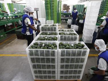 El aguacate colombiano de la variedad Hass se ha convertido en el abanderado de la exportación de fruta en Colombia.  La sociedad portuaria está movilizando seis mil contenedores al mes en el mercado de los refrigerados, las inversiones superan los 315 millones de dólares en los últimos 5 años.