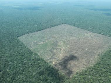 En 2016, Colombia perdió 178.597 hectáreas de bosque natural. Proyectos agropecuarios, cultivos ilícitos, construcción de carreteras, minería y tala ilegal son algunas de las amenazas.