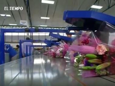Colombia emplea venezolanos en selección de flores para San Valentín