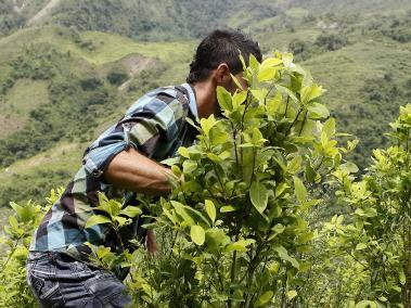 El proyecto sobre pequeños cultivadores de hoja de coca está pendiente en el Congreso.