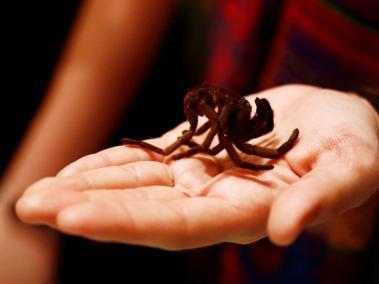 Las arañas fueron bautizadas en Australia.