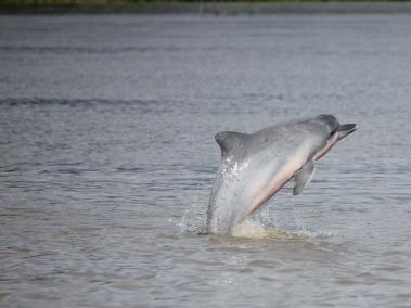 Delfín de río, conocido como delfín gris o Sotalia Fluviatilis. Habitantes que suman a la magia del río Amazonas.