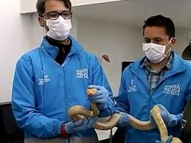 ¡Inaceptable! Encuentran 4 serpientes exóticas abandonadas en una caja