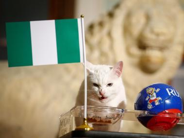 El gato Aquiles (foto) se inclinó por el plato de comida nigeriano.