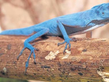 El lagarto azul de gorgona es procdente de una isla ubicada a 35 km al oeste de la costa del Pacífico colombiano. Junto con la Isla Malpelo.