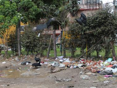 Debido a la presencia de basuras y hasta animales muertos, los buitres volvieron su hogar el parque que está detrás del CAI de La Gaitana, en la calle 139 con transversal 127