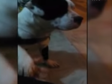 Indignante caso de abandono animal: perro fue dejado amarrado a silla de bus de TransMilenio
