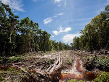 Hay temor de que si gana Jair Bolsonaro la presidencia de Brasil se acelere la deforestación de la Amazonia.