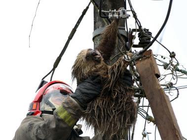 Bomberos rescatan oso perozoso que se subió a poste de energía en Cali