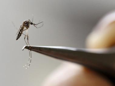 El mosquito Aedes aegypti es el principal transmisor de enfermedades como dengue o zika.