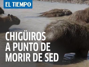 Miles de chigüiros de Casanare, otra vez a punto de morir de sed