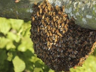En días pasados, en el colegio Anglocanadiense se presentó una emergencia después de que abejas picaron a seis estudiantes.