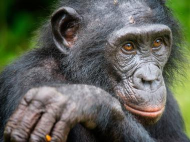 Los bonobos son una especie del género chimpance y comparten el 98% de su ADN con los seres humanos.